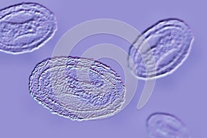 Molluscum contagiosum virus, 3D illustration photo