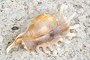 Mollusk photo