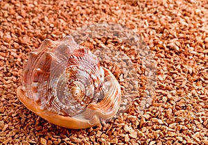 Mollusk brown shell photo