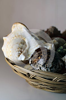 Mollusk and Cowry Shells in a Brown Basket