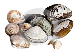 Mollusk marine shells