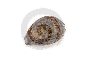Mollusk shell photo