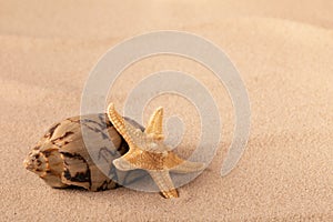 Mollusk and starfish on beach sand photo