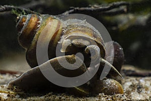 Mollusk viviparous freshwater river snail, plankton feeder moves on glass and feeds on green algae in sand substrate bottom