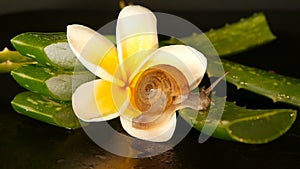 Mollusk walking on aloe vera leaf isolated, black background with frangipani plumeria tropical flower. Snail Serum