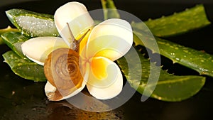 Mollusk walking on aloe vera leaf isolated, black background with frangipani plumeria tropical flower. Snail Serum