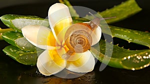 Mollusk walking on aloe vera leaf isolated, black background with frangipani plumeria tropical flower. Snail Serum