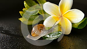 Mollusk walking on aloe vera leaf isolated, black background with frangipani plumeria tropical flower. Snail Serum