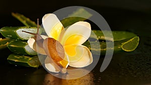 Mollusk walking on aloe vera leaf isolated, black background with frangipani plumeria tropical flower. Snail Serum