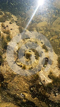 Mollusks and algae under water