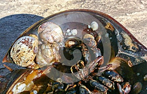 Mollusks Crepidula (Gastropoda) attached to the shell of a horseshoe crab