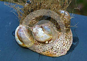 Mollusks Crepidula (Gastropoda) attached to the shell on the sandy shore of a beach near Brighton Beach