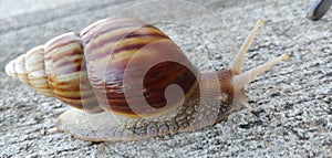 Mollusks on the move photo