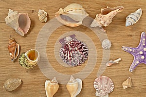 Mollusks on wooden table close up