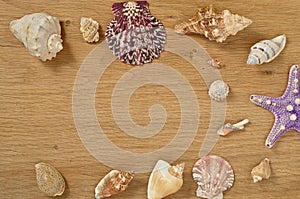 Mollusks on wooden table close up. Seashells on an old wooden table with copy space for text