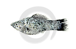 Molly fish isolated on the white background