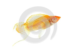 Molly fish isolated on the white background