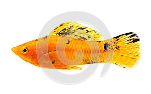 Molly fish on white background