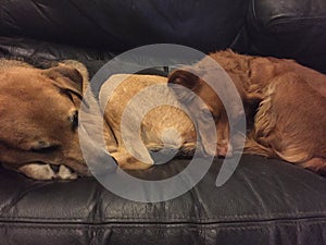 Molly and Freki, two rescue dogs, sleep on the couch.