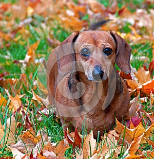 Molly in the Leaves