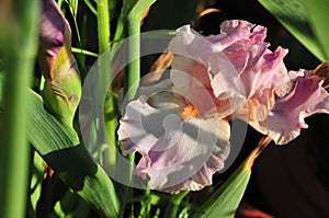 Iris Garden Series Ã¢â¬â Pink bearded iris Molly Rouge photo