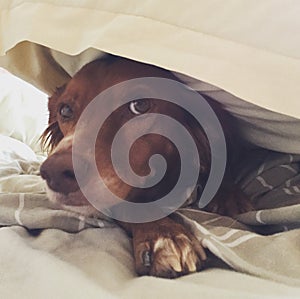 Molly, a Spaniel likes to hide under the duvet.