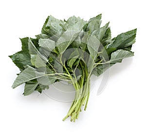 Molokhia, egyptian spinach