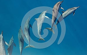 Molokini Dolphins