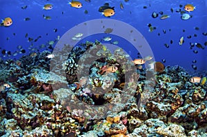 Molokini Reef