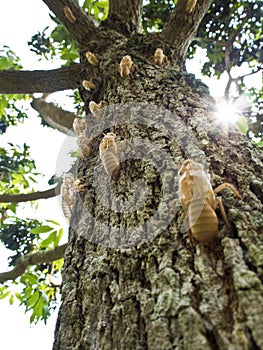 Molt of Cicada