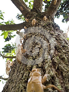 Molt of Cicada