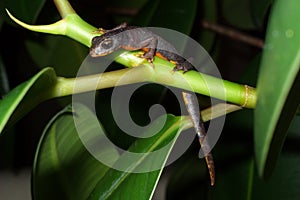 Molt salamander lizard amphibian newt amber terarium mountain newt photo