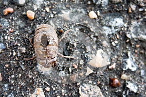 Molted Cicada Exoskeleton