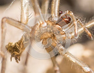 Molted exoskeleton spider skin