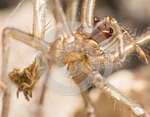 Molted exoskeleton spider skin photo