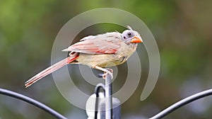 Molting Bald Female Cardinal on Shepherds Hook Green Background Red Song Bird