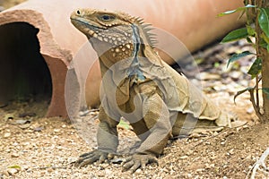 Molting blue iguana on Grand Cayman Islands