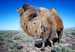 Molting brown bactrian camel