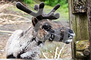 Molting Caribou Near Old Fence