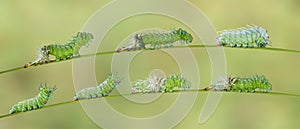 Molting caterpillar of Atlas butterfly