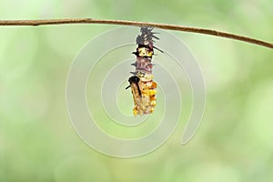 Molting caterpillar to chrysalis of Leopard lacewing butterfly