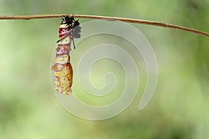 Molting caterpillar to chrysalis of Leopard lacewing butterfly