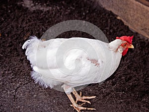 Molting Chicken