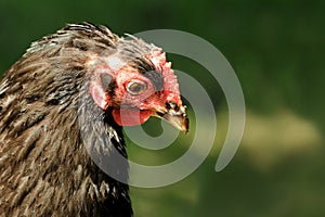 Molting Chicken Headshot Portrait in Profile