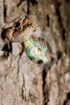 Molting Cicada