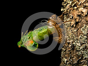 Molting Cicada