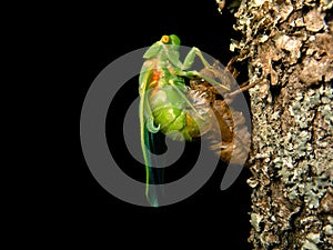 Molting Cicada