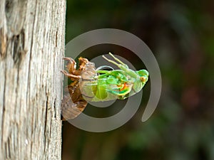 Molting Cicada