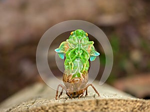 Molting Cicada