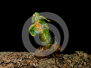 Molting Cicada